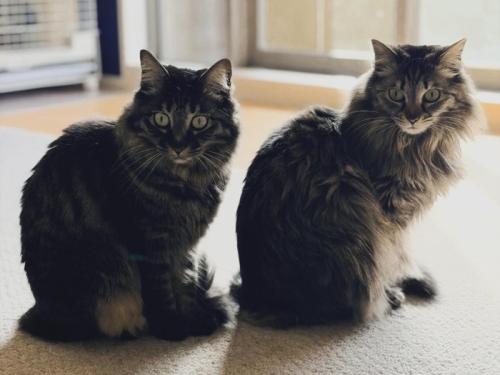 振り向く2匹の猫