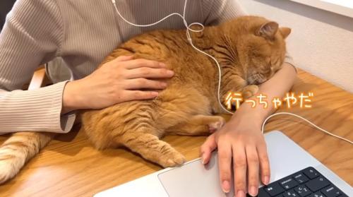 パソコンをしている人の腕の中にいる猫