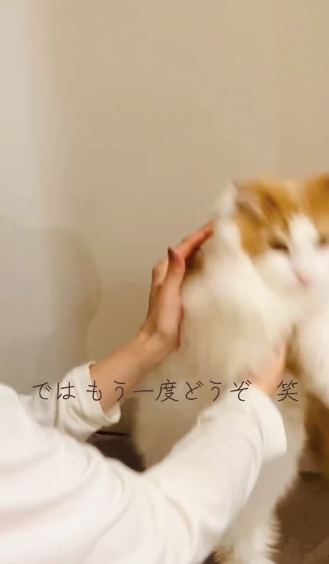 ブレている猫