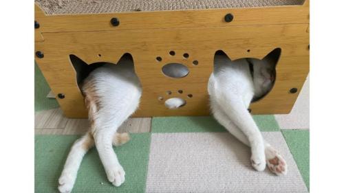 ハウスにいる猫