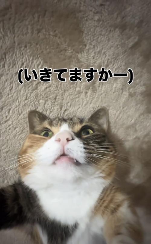 目を開けたまま寝るマンチカン