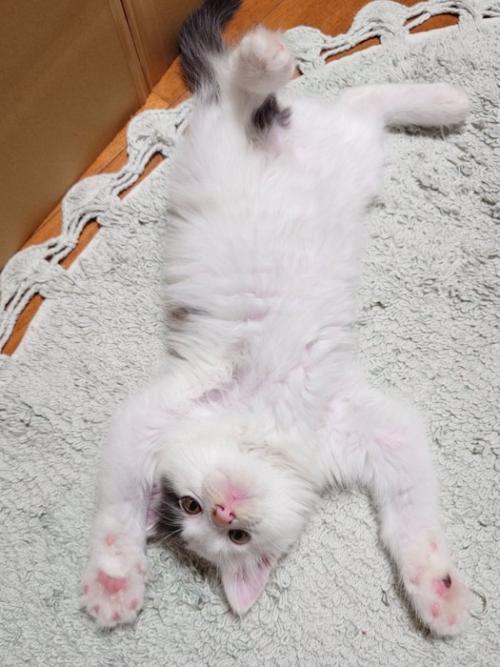 へそ天する子猫