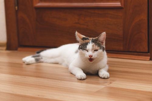 口呼吸する猫