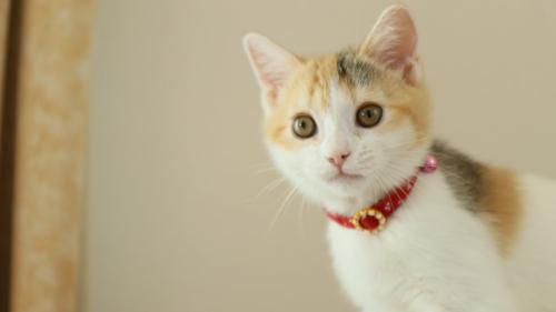 子猫の首輪