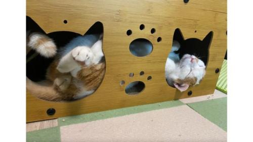 ハウスにいる猫