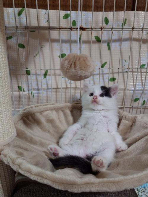 おっさん座りする子猫