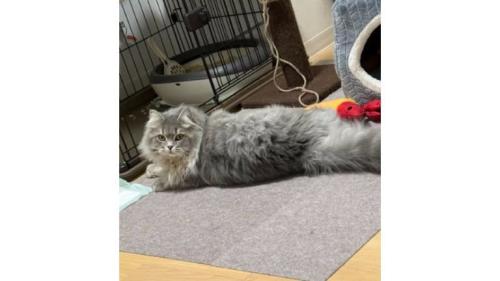室内にいる猫
