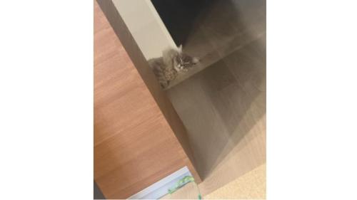 室内にいる猫