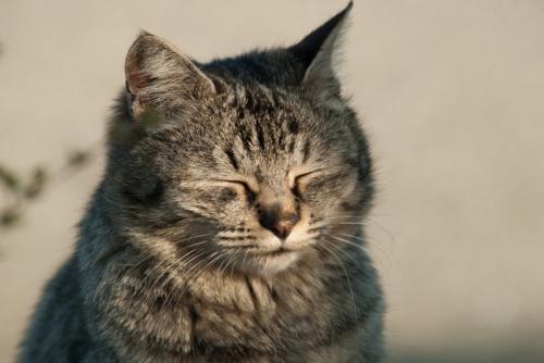 目を細める猫