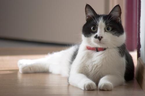首輪をした猫