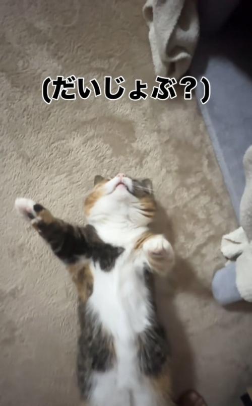 仰向けで寝るマンチカン