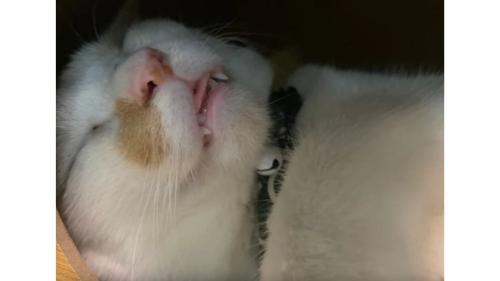 ハウスにいる猫