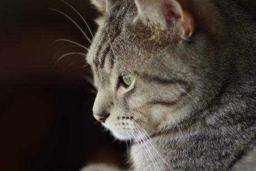 猫の横顔