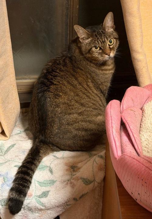 振り返る猫
