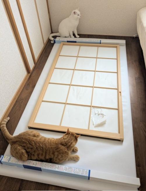 障子の枠と猫たち