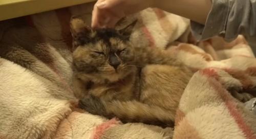撫でられるサビ猫