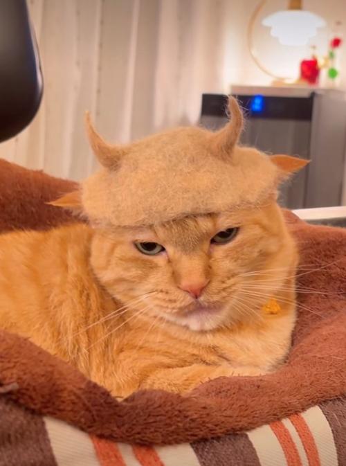 帽子を被った猫