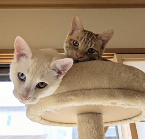 キャットタワーにいる猫たち
