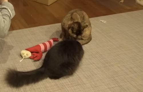 サビ猫が黒猫の頭を舐める