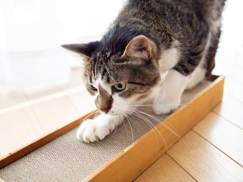 爪を研ぐ猫