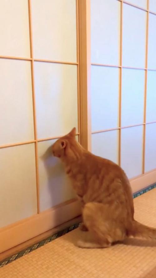 お座りする猫