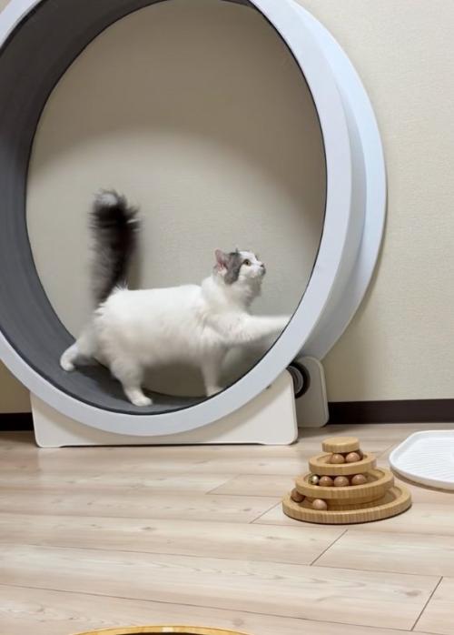 優雅な猫