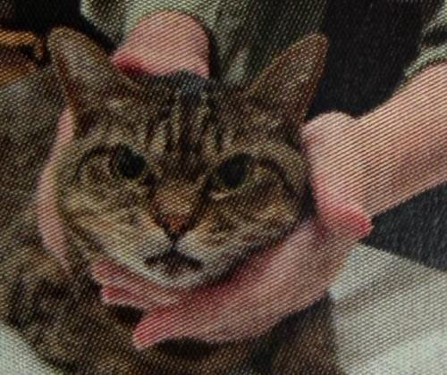 怒る猫2