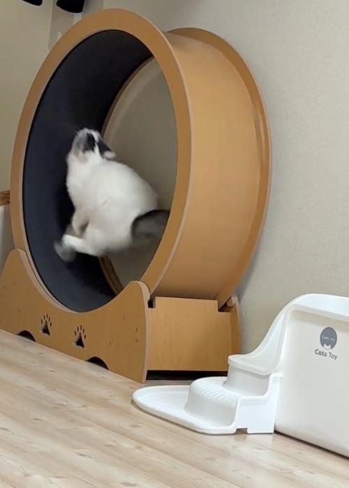 走る猫