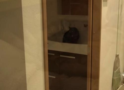暗い洗面所のシンクにいる黒猫