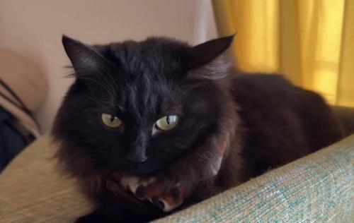 黒猫