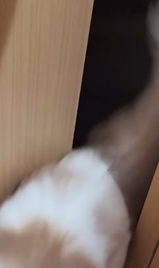ドアの隙間から出てきた茶白猫の下半身と尻尾