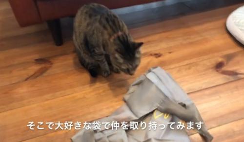 床の袋に近づく猫