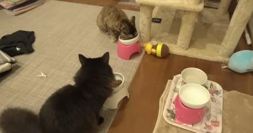 ごはんを食べる2匹