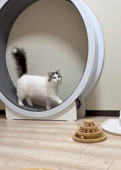 振り向く猫