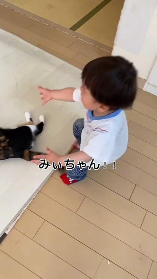 保護猫に駆け寄る男の子