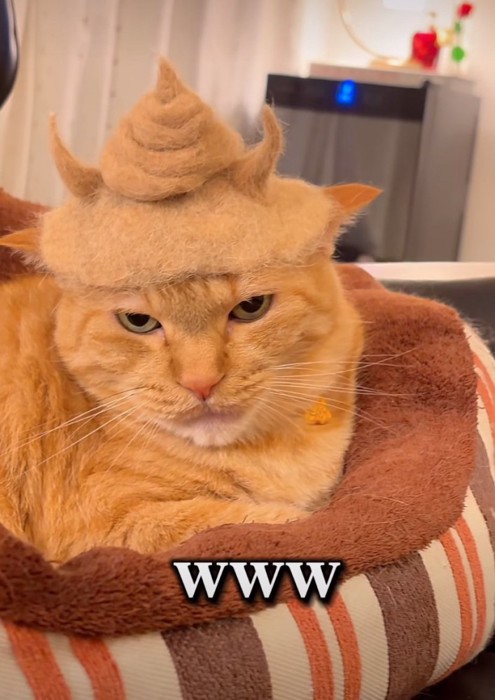 帽子とウンチを乗せた猫