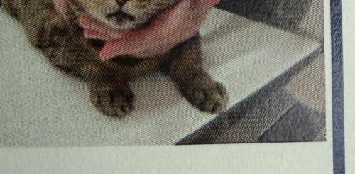 猫の証明写真