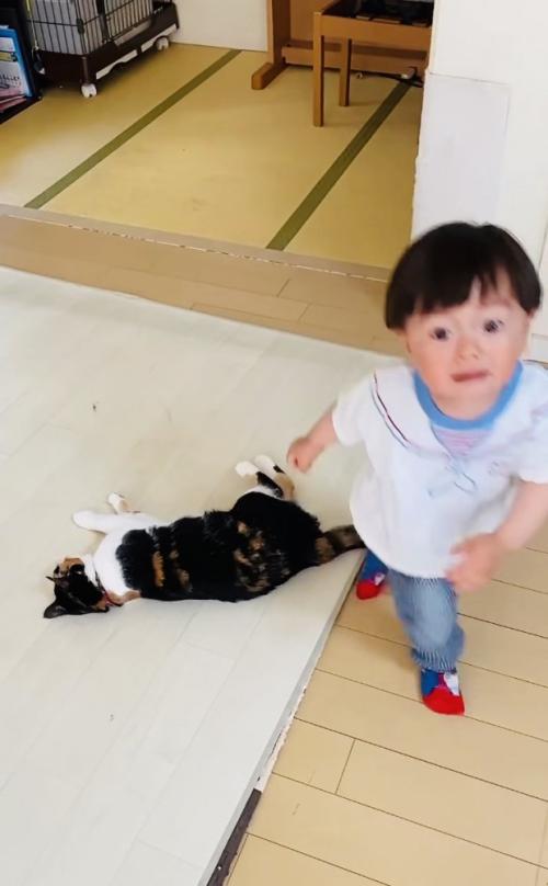 保護猫を助けようとする男の子