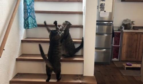 喧嘩する2匹の猫