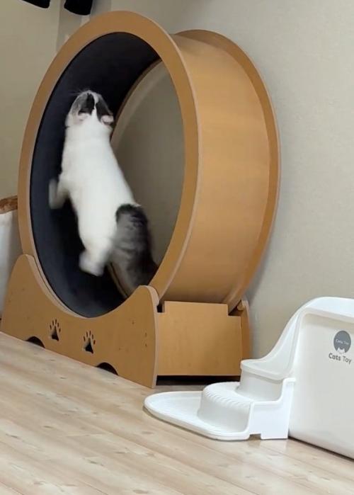 浮く猫