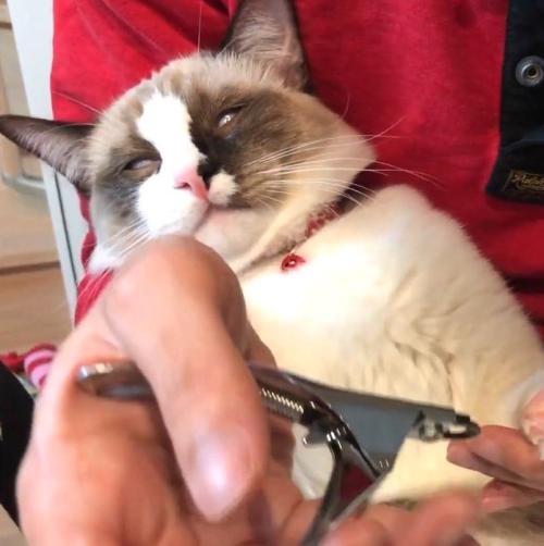 爪切りをされて白目を剥く猫