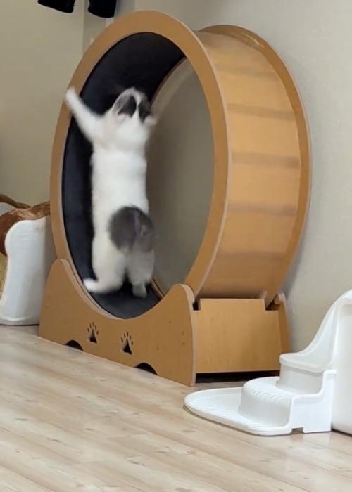 飛びつく猫