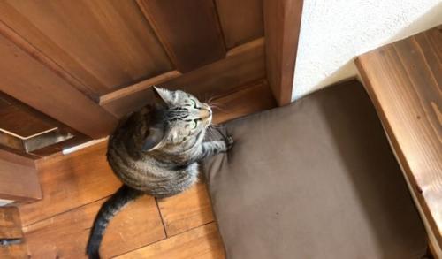 階段の下で座る猫