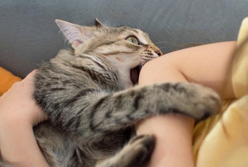 腕を噛んでいる猫