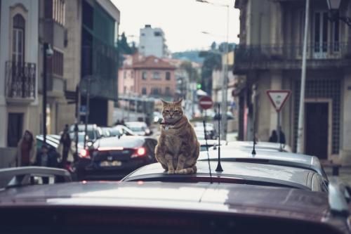 タクシーの上に乗る野良猫
