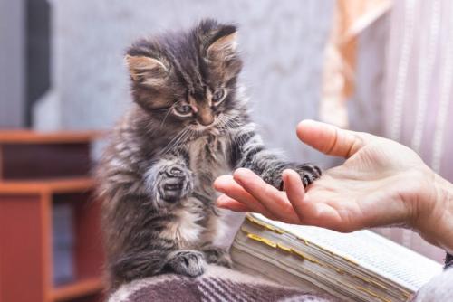猫と女性