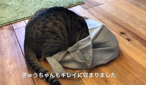 袋の中に頭を入れている猫