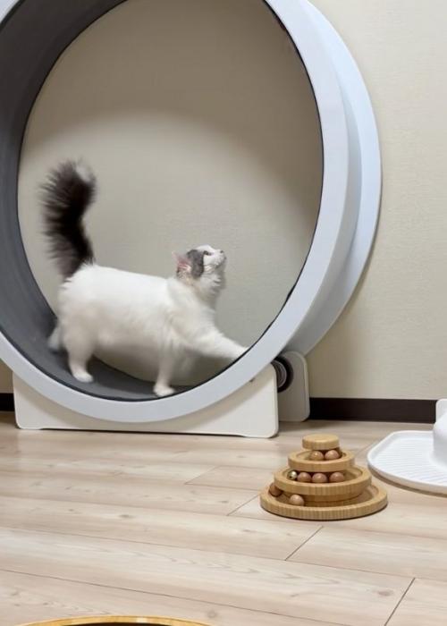 歩く猫