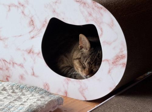 眠る猫