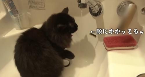 水道水を飲む黒猫